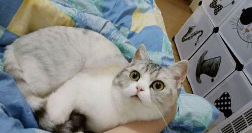 猫咪尿频该如何解决（以饮食为主的治疗方法）