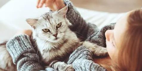 猫咪尿频该如何解决（以饮食为主的治疗方法）