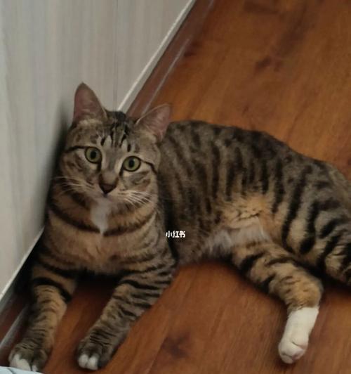 猫咪尿频，该怎么办？