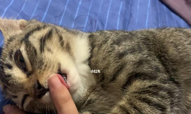 猫咪呕吐腹泻症状详解（宠物猫的身体健康需注意的几个方面）