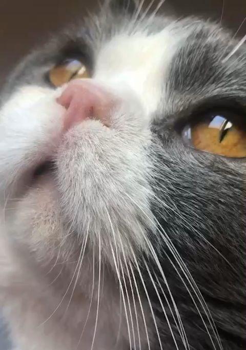 猫咪呕吐后眼耳发红，怎么办（宠物饮食不当引发的疾病）