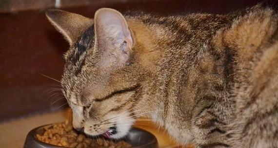 猫咪呕吐黄水有血丝，你需要知道的一切