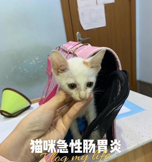猫咪拉稀呕吐没有食欲怎么办（养宠须知）