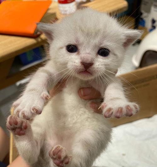 猫咪拉稀呕吐没有食欲怎么办（养宠须知）