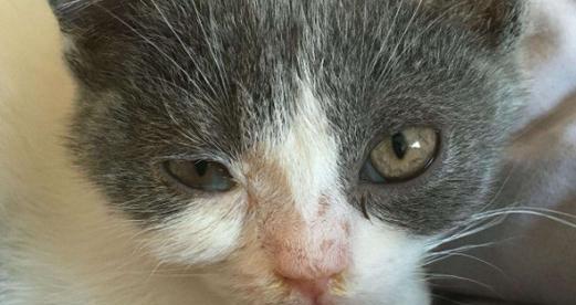 猫咪不爱动怕冷嗜睡，如何关爱宠物健康（以猫咪呕吐为例）