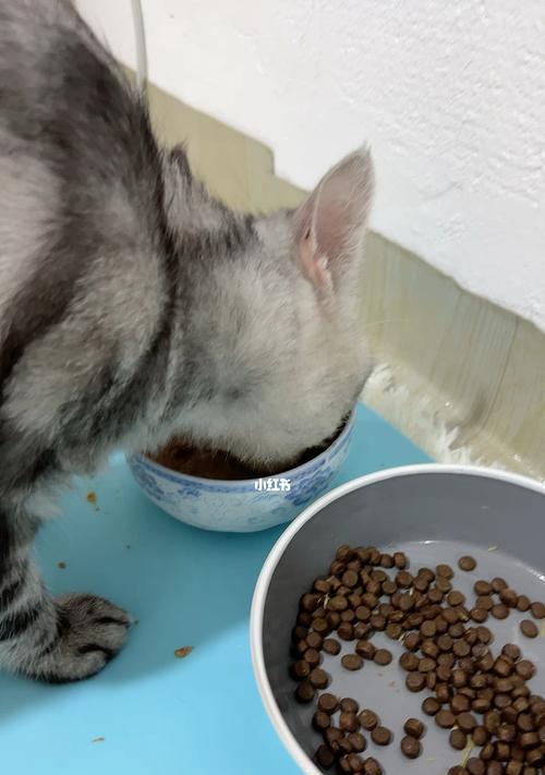 猫咪吃猪肝的好处（为你的爱宠增添健康之道）