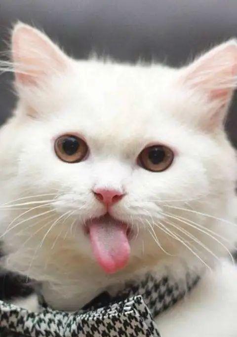 猫咪偶尔吐舌头喘是正常现象（探讨猫咪吐舌头喘的原因和应对方法）