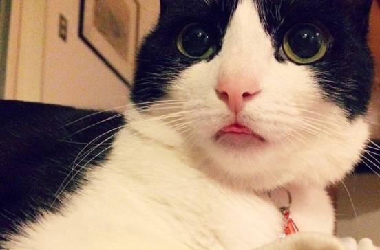 猫咪偶尔吐舌头喘是正常现象（探讨猫咪吐舌头喘的原因和应对方法）