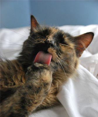 猫咪偶尔吐舌头喘是正常现象（探讨猫咪吐舌头喘的原因和应对方法）