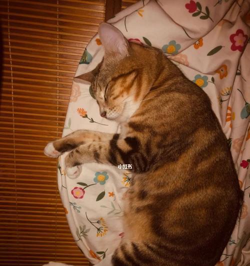 宠物猫咪的睡姿（如何让猫咪趴在主人腿上睡觉）