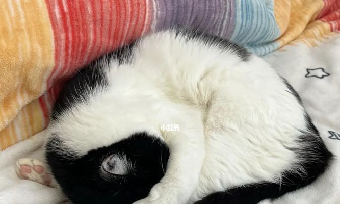 猫咪的光线恐惧症（探究猫咪怕光的原因及如何帮助它们克服恐惧）