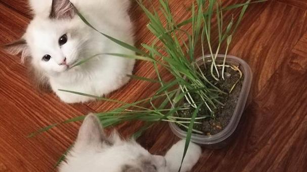 猫咪的毛球问题，你需要知道的一切（了解猫咪毛球的表现与预防方法）