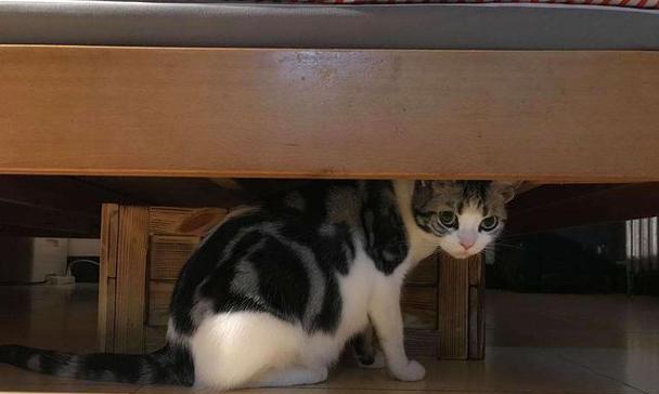 猫咪疯狂的床上生活（宠物的狂欢时刻）