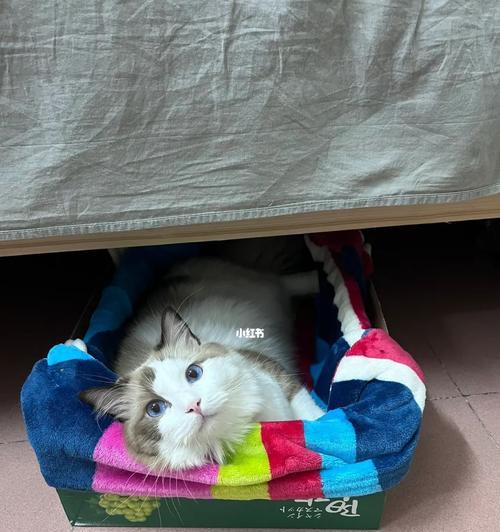 猫咪疯狂的床上生活（宠物的狂欢时刻）