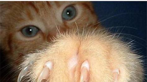 宠物猫咪配对洞不见了怎么办（当你的宠物猫咪找不到洞时该如何应对）