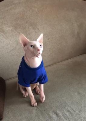 挑战宠物世界（猫咪的不同配对性格与行为表现）
