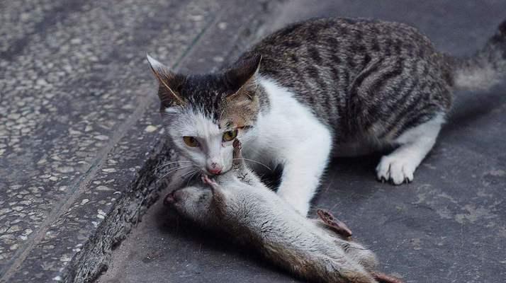 猫咪配种后的呕吐症状（宠物饲主必知的处理方法）