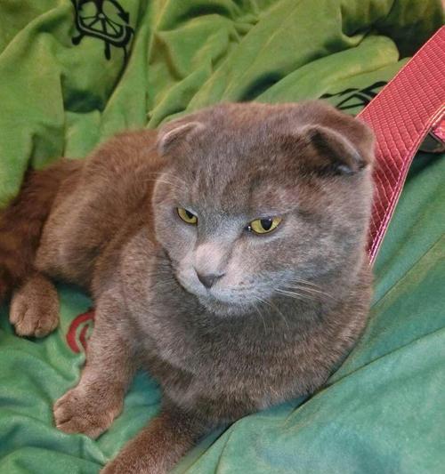 猫咪配种后的呕吐症状（宠物饲主必知的处理方法）