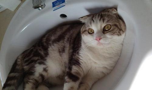 猫咪配种后的呕吐症状（宠物饲主必知的处理方法）