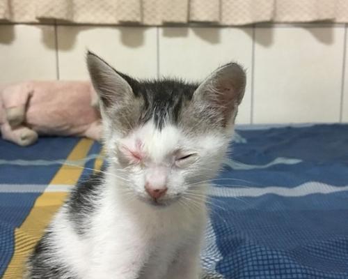 猫咪喷嚏误伤，如何保护宠物和主人