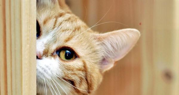 猫咪喷嚏误伤，如何保护宠物和主人