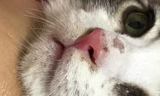 猫咪喷嚏误伤，如何保护宠物和主人