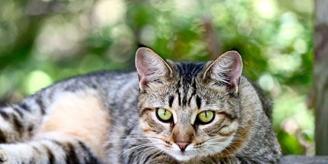 宠物猫突然变得温顺（探寻猫咪脾气变化的原因及应对方法）