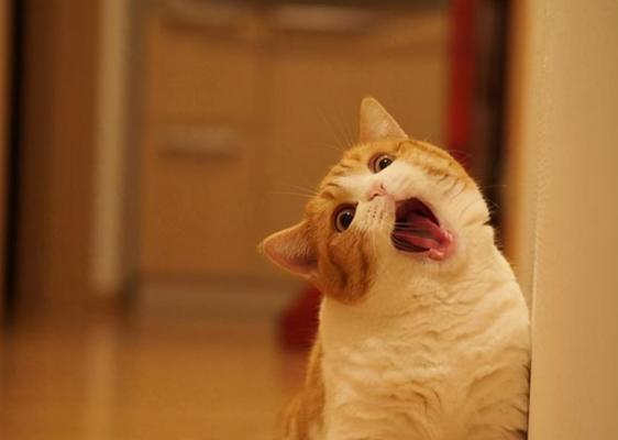 宠物猫突然变得温顺（探寻猫咪脾气变化的原因及应对方法）