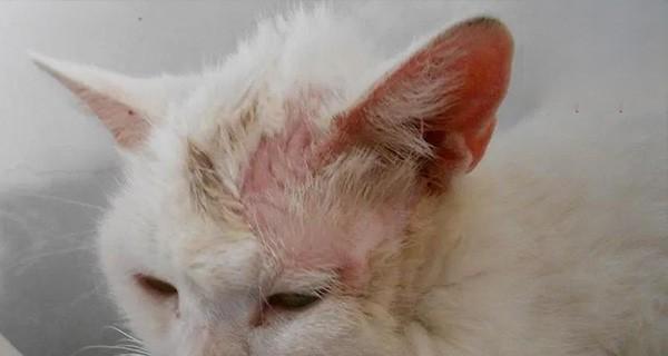 猫咪皮肤病治疗费用揭秘（以宠物为主）