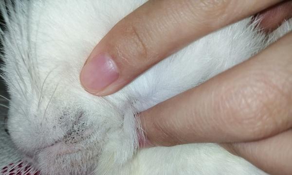 如何发现和治疗猫咪皮肤根部的小黑点（让你的宠物猫拥有健康的皮肤）