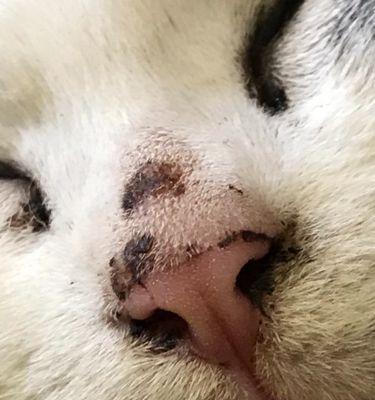 如何治疗猫咪皮肤结痂（掌握治疗方法）