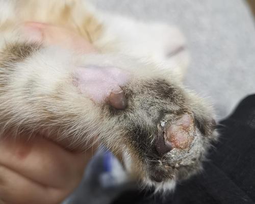 如何治疗猫咪皮肤结痂（掌握治疗方法）