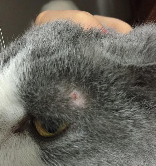 如何治疗猫咪皮肤结痂（掌握治疗方法）