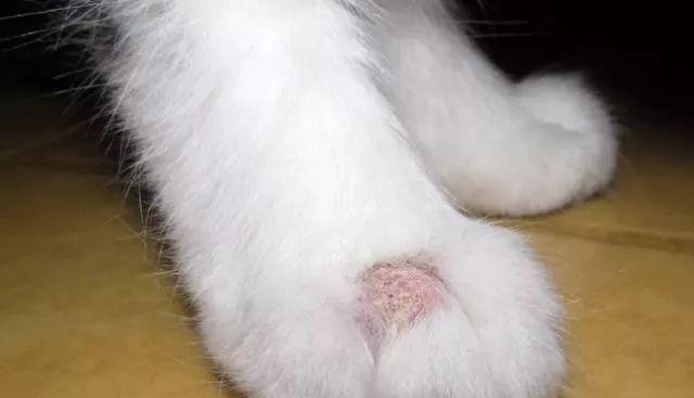 揭秘猫咪身体内的常见虫子（猫咪常见虫子的种类及预防措施）