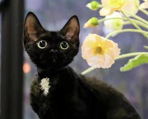 猫咪黑色结痂问题大揭秘（如何预防和治疗猫咪皮肤上的黑色结痂）