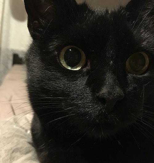 猫咪黑色结痂问题大揭秘（如何预防和治疗猫咪皮肤上的黑色结痂）