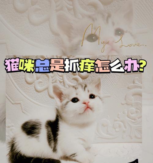 揭秘猫咪皮肤痒的真相（从寄生虫到饮食习惯）