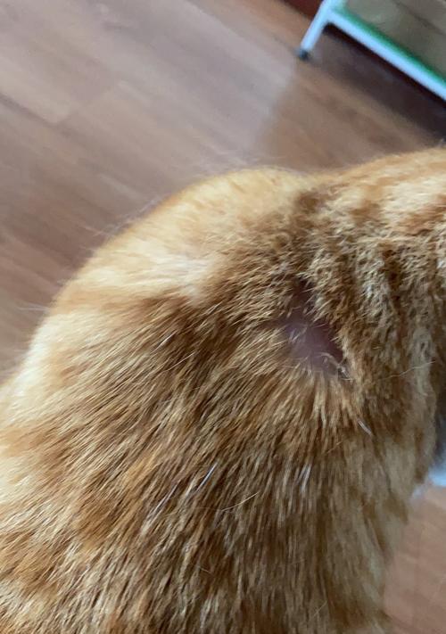 揭秘猫咪皮肤痒的真相（从寄生虫到饮食习惯）