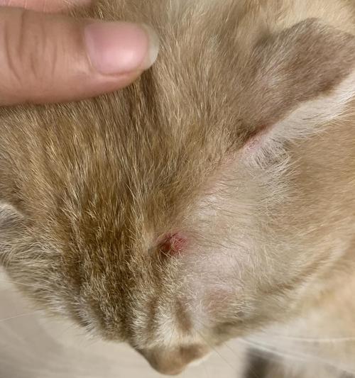 猫咪皮肤异常（宠物健康必备）