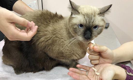 猫咪皮下弹性疙瘩的原因、治疗和预防（宠物保健知识）