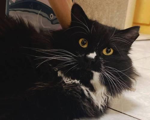 猫咪屁股上的黑色——揭秘你所不知道的秘密（探究猫咪为何会在屁股上留下黑色印记）