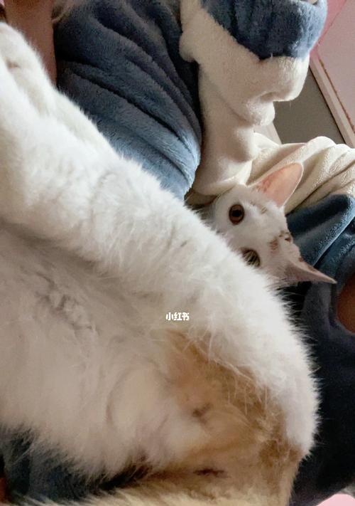 当你的猫咪屁股疼得抽搐，应该怎么办（宠物疼痛不言说）