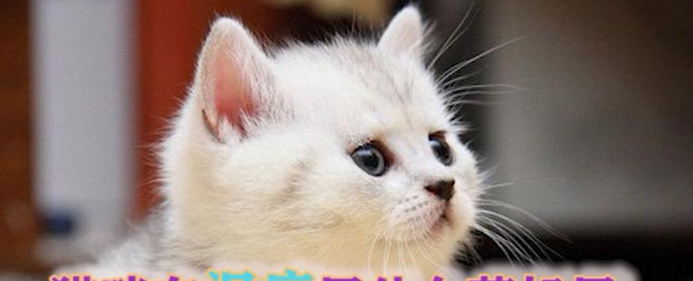 如何帮助猫咪摆脱贫血（常用的药物和饮食调节方案）