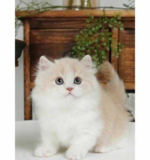 《猫咪品种欢迎排行》（挑选最适合你的萌宠伙伴）