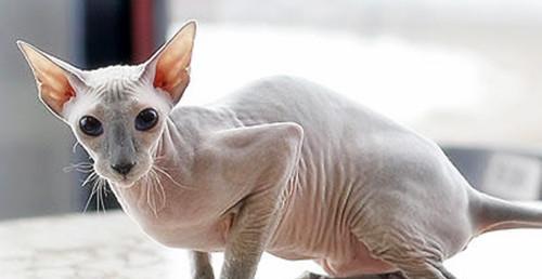 《猫咪品种欢迎排行》（挑选最适合你的萌宠伙伴）