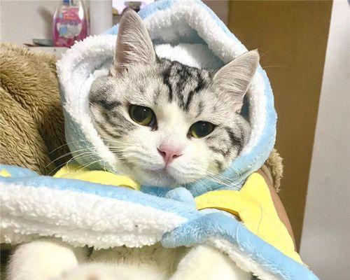 宠物世界大混战（可爱的猫咪与汪星人的冲突与和谐）