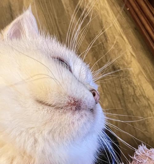 揭秘猫咪起奶癣的真相（猫咪奶癣的成因）