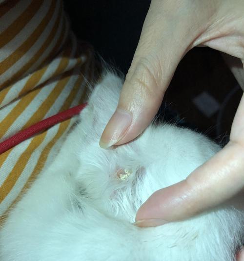 揭秘猫咪起奶癣的真相（猫咪奶癣的成因）