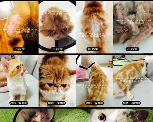 揭秘猫咪起奶癣的真相（猫咪奶癣的成因）