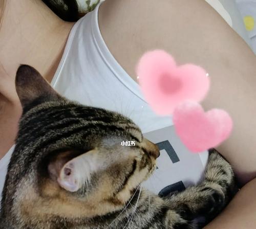 猫咪前掌站不稳？这些方法让你放心养！